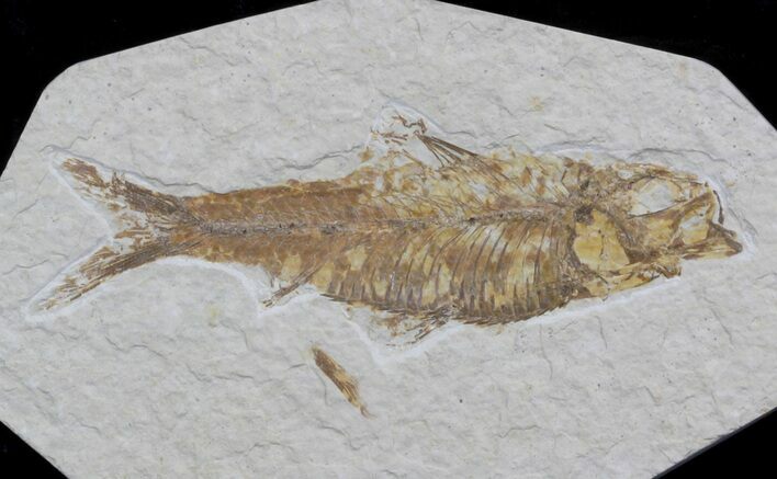 Knightia Fossil Fish - Wyoming #36860